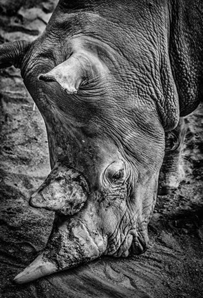 Framed Male Rhino Black &amp; White Print
