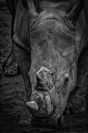 Framed Male Rhino 2 Black &amp; White Print