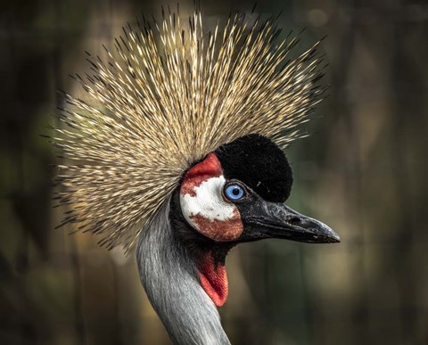 Framed Yellow Crowned Crane 2 Print