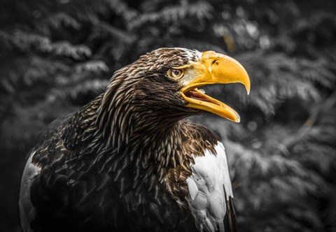 Framed Steller Eagle 7A Print