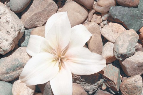 Framed Pebble Beach I Print