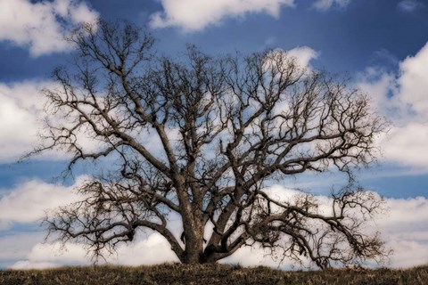 Framed Grand Oak Tree III Print