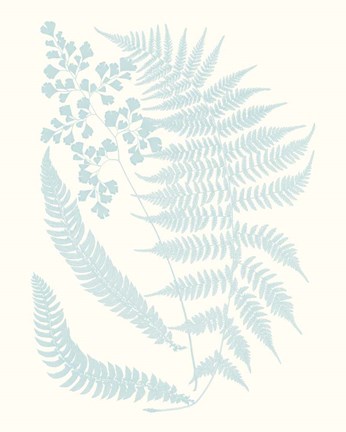 Framed Serene Ferns II Print