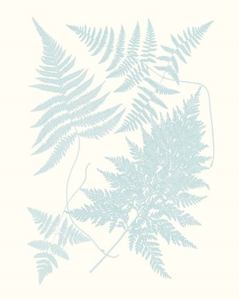 Framed Serene Ferns IV Print