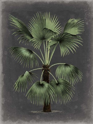 Framed Dramatic Palm II Print