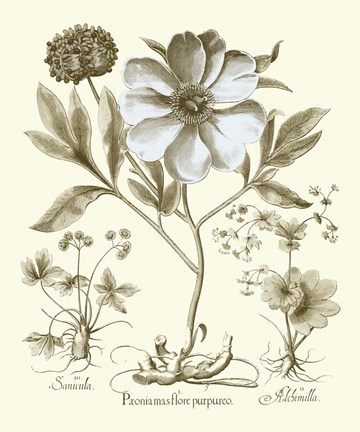 Framed Spa Peonies II Print