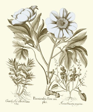 Framed Spa Peonies IV Print