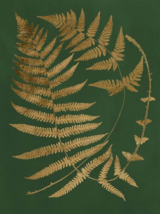 Framed Gilded Ferns IV Print