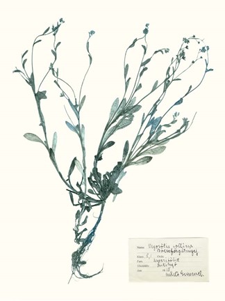 Framed Pressed Flowers in Spa II Print