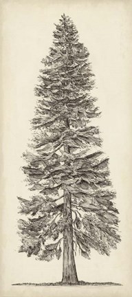 Framed Pacific Northwest Tree Sketch I Print