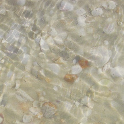 Framed Shell Squares II Print