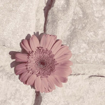 Framed Stone Blossom I Print