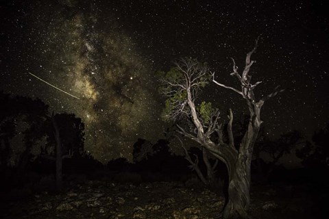 Framed Stargazer 6 Print