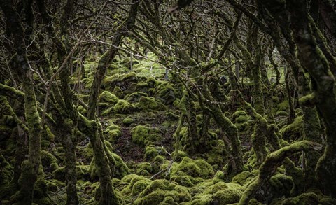 Framed Mossy Forest 2 Print