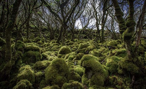 Framed Mossy Forest 3 Print