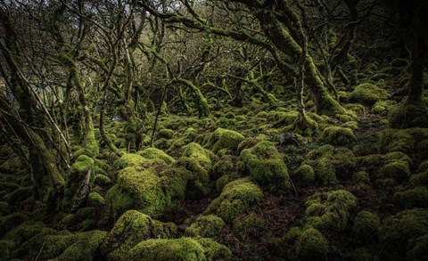 Framed Mossy Forest 4 Print