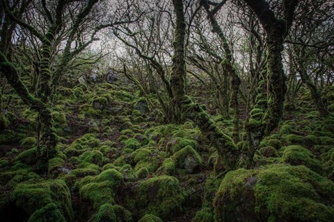 Framed Mossy Forest 7 Print