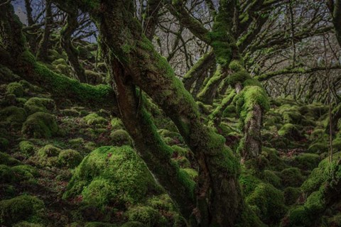 Framed Mossy Forest 8 Print