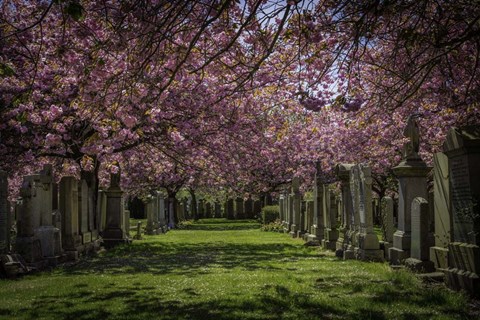 Framed Cherry Blossem Print