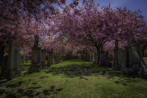 Framed Cherry Blossem 3 Print