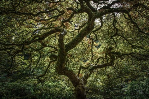 Framed Maple Tree Print