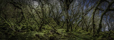 Framed Mossy Forest Panorama Print