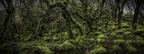 Framed Mossy Forest Panorama 2 Print