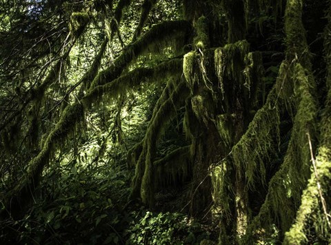 Framed Mossy Tempered Forest Print