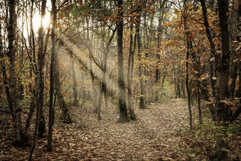Framed Autumn Sun 2 Print
