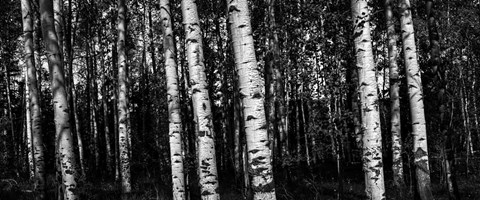 Framed Birch Trees Black &amp; White Print