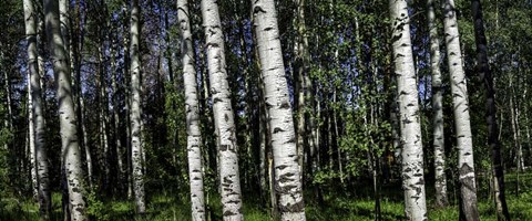 Framed Birch Trees Print