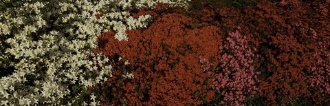 Framed Flower Bed Print