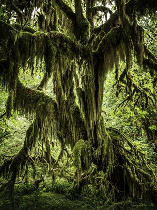 Framed Mossy Tree Print