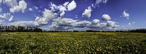 Framed Yellow Flower Field Print