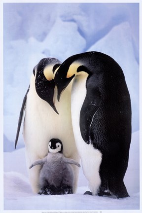 Framed Penguin Family Portrait Print