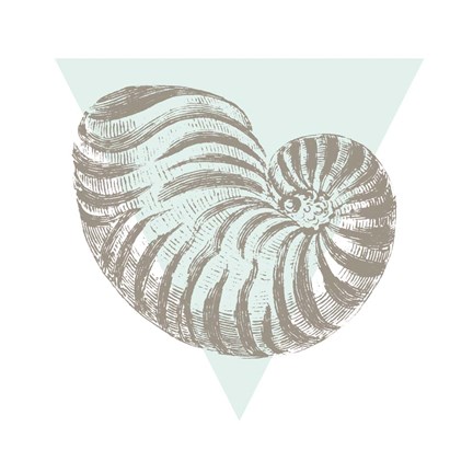 Framed Conchology Sketches II Print