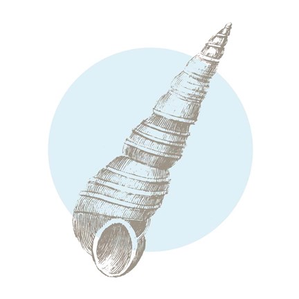 Framed Conchology Sketches I Print