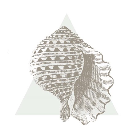 Framed Conchology Sketches III Print