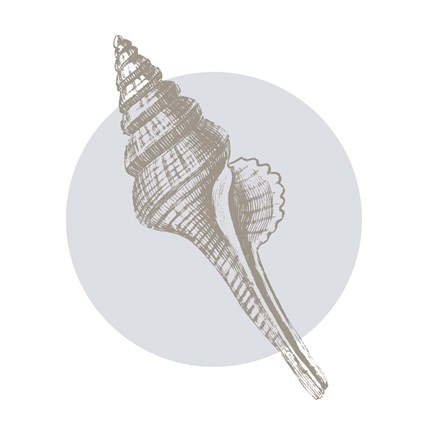 Framed Conchology Sketches IV Print