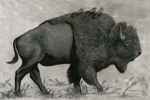 Framed Basking Buffalo Print