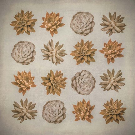 Framed Succulent Print