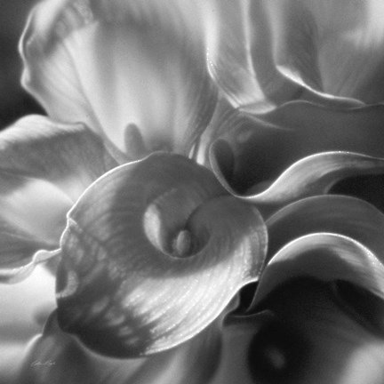 Framed Calla Lillie Bouquet Print