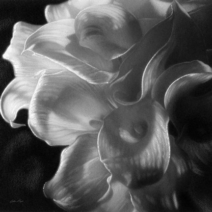 Framed Calla Lilies - Emerging Dawn B&amp;W Print