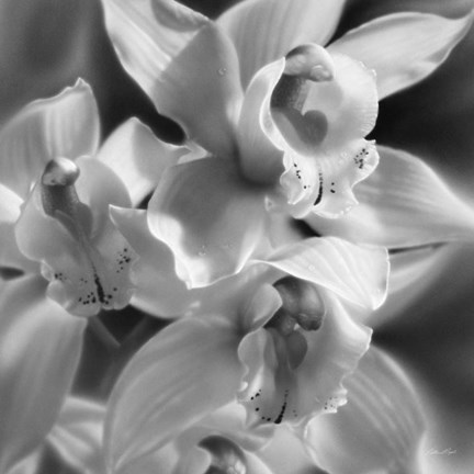 Framed Orchids - B&amp;W Print