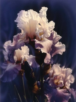 Framed Purple Iris Print