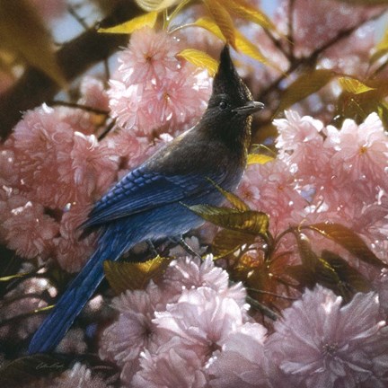 Framed Steller's Blossoms Print