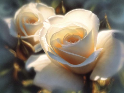 Framed White Roses - Colors of White Print