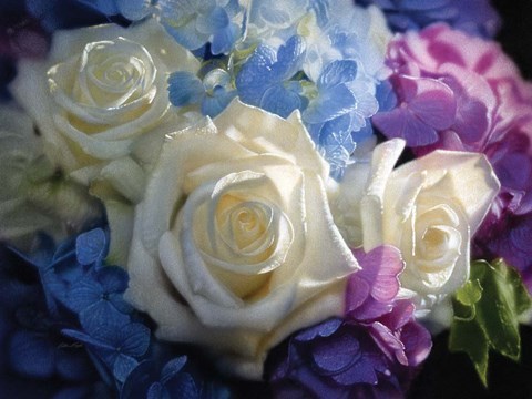Framed White Roses - Dancing Light Print