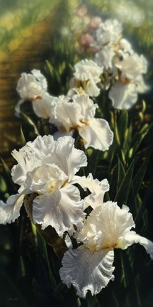 Framed Iris Garden Print