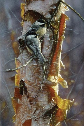 Framed Black-Capped Chickadees - Sunlit Birch Print